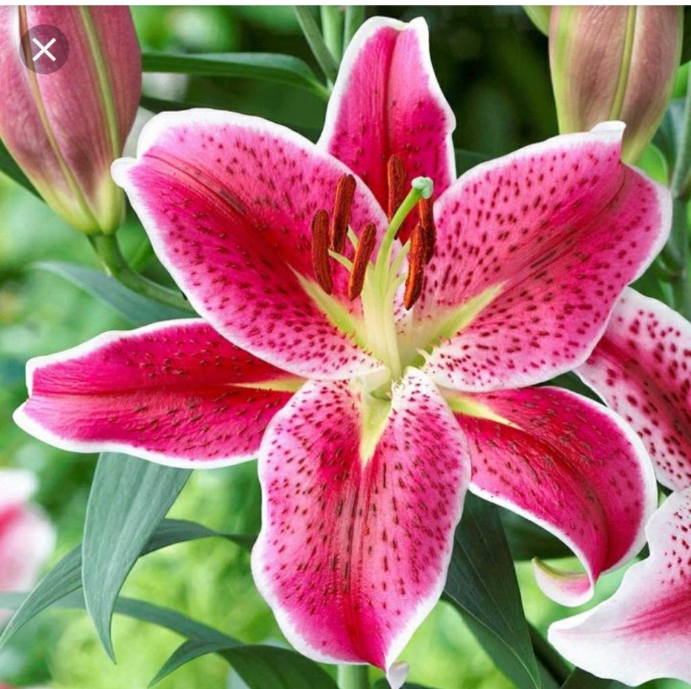 Meet your Posher, Exotic Lily